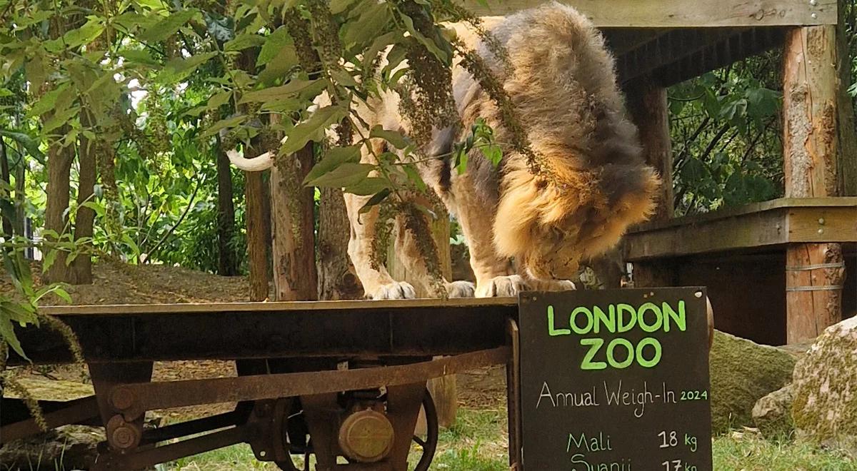 Wielkie ważenie zwierzaków w londyńskim ogrodzie zoologicznym 