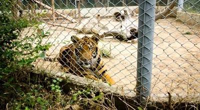 Ptasia grypa zabija tygrysy w zoo. Kilkadziesiąt martwych zwierząt w ciągu miesiąca