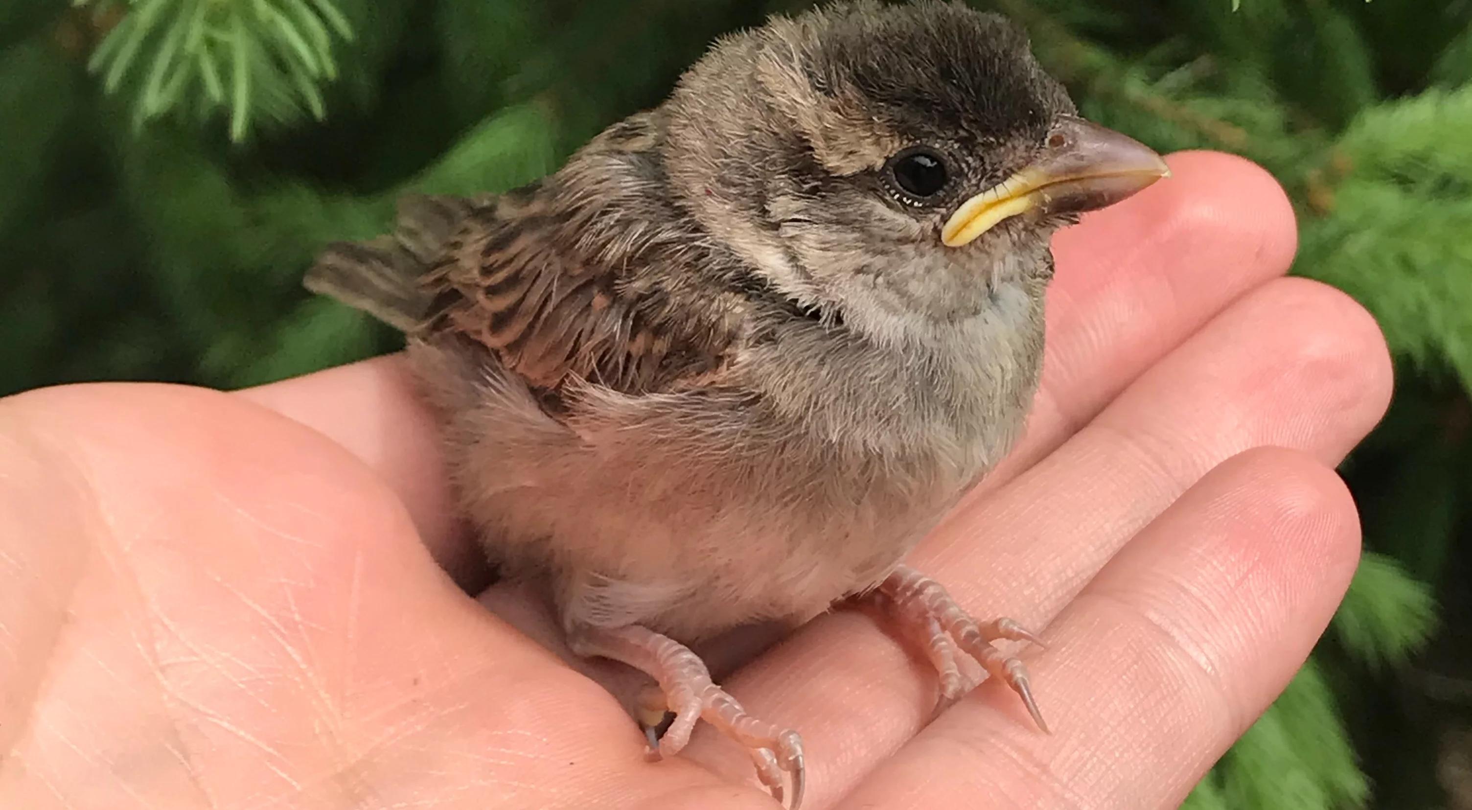 Czy oswajanie dzikich ptaków jest bezpieczne?