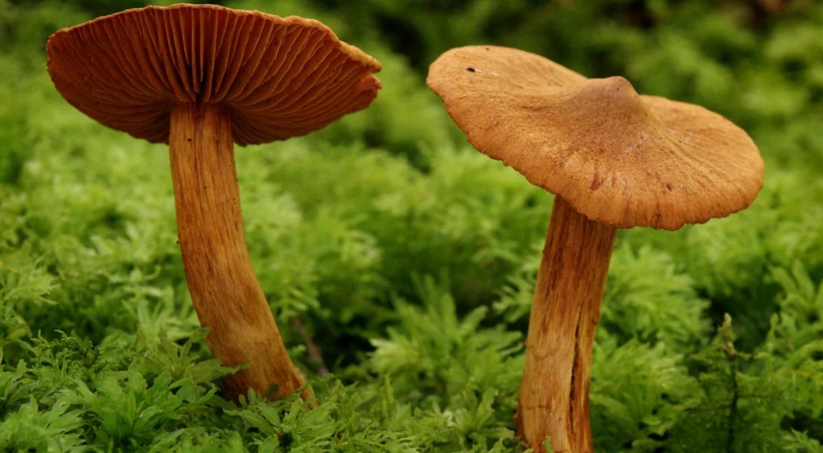 Zbierasz grzyby? Uważaj na zasłonaka