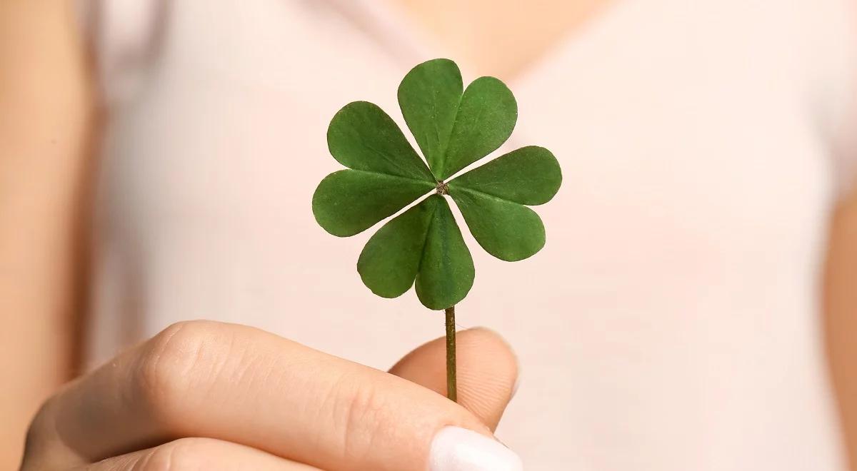 Przesądny gołąb, czyli siła autosugestii