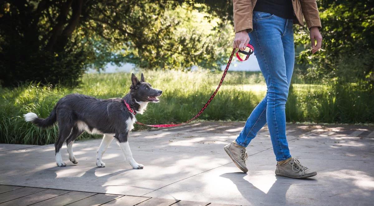 Sprzątajmy po swoich psach - aby dbać o czystość i uniknąć konsekwencji prawnych