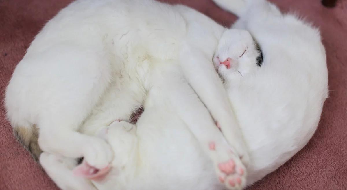 Charles Bukowski. Człowiek, który pisał wiersze dla kotów