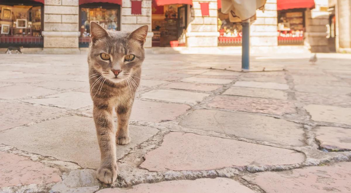 Opieka społeczna dla bezdomnych kotów. Niezwykła inicjatywa poznańskiego magistratu