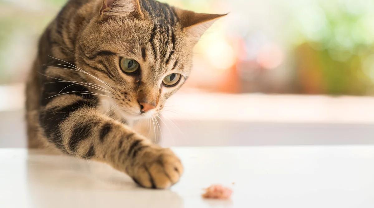 Kot domowy na liście inwazyjnych gatunków obcych. Tłumaczymy dlaczego