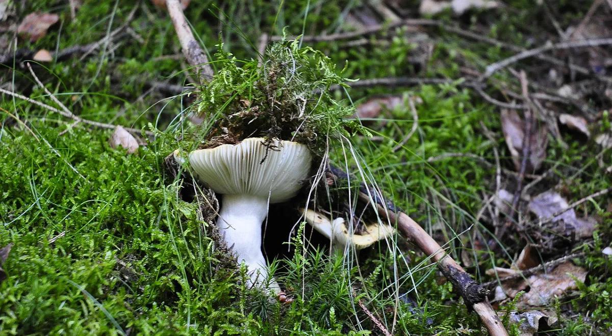 Wiosenne grzyby - znakomite w kuchni