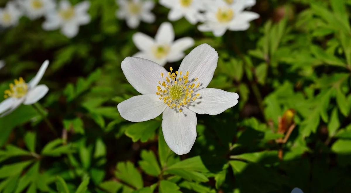 Wędrówka roślin. Jak zmiany klimatu wpływają na florę?