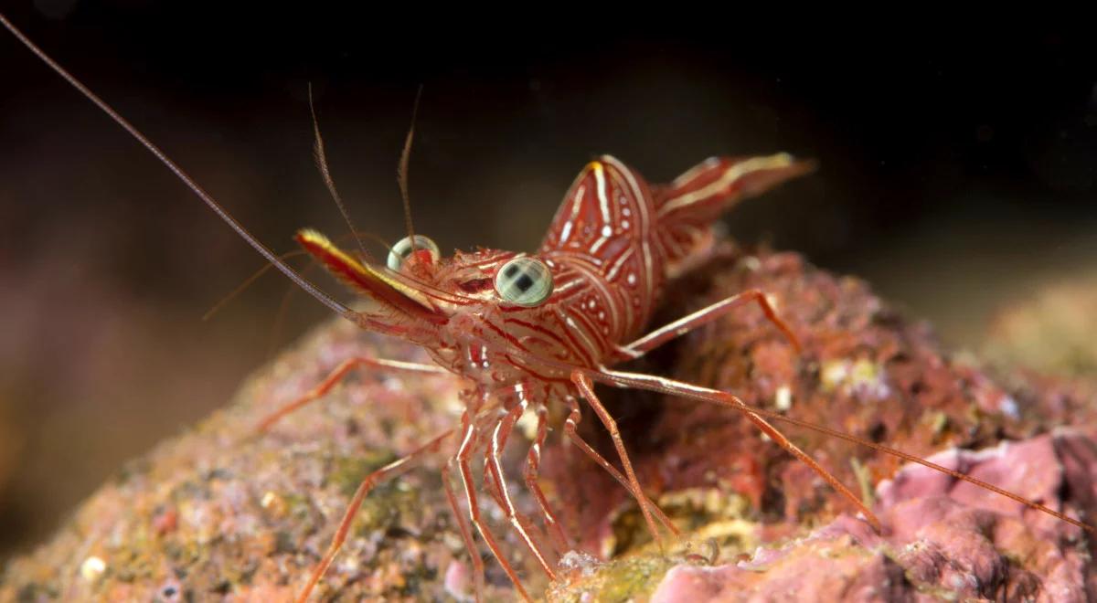 Podwodne eldorado u wybrzeży Ghany: polscy biolodzy odkryli setki nowych gatunków!