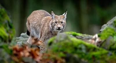 Alarmujący raport WWF "Living Planet". "Ochrona przyrody i odbudowa zasobów jest jedynym ratunkiem"