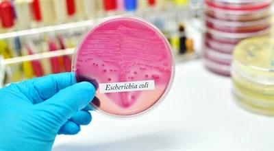Pożyteczne bakterie E. coli pomogą w walce o klimat?