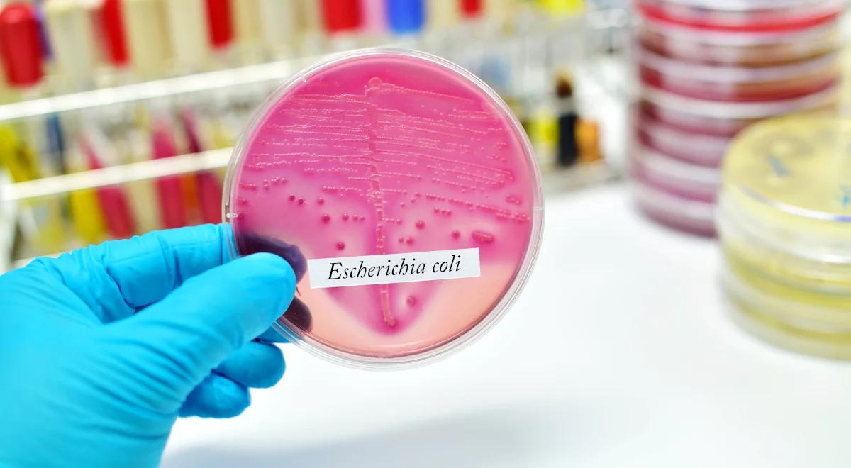 "Trenowane" genetycznie bakterie