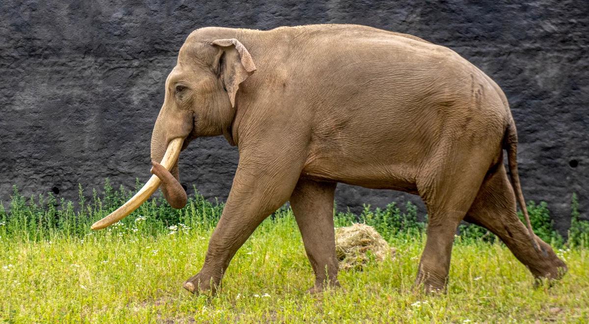 Słoń Aleksander nową atrakcją łódzkiego zoo