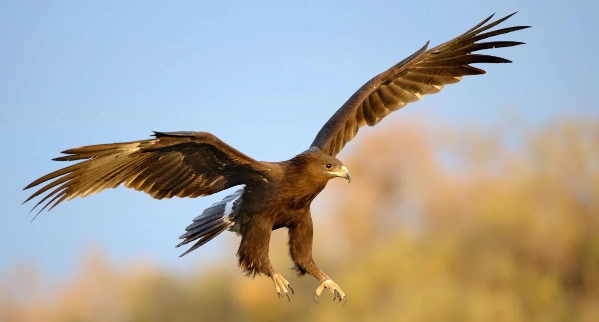 Nowe zwyczaje migracyjne ptaków. Powodów jest wiele, łączy je działalność ludzi