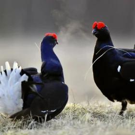 Cietrzew - czarna perła polskiej przyrody