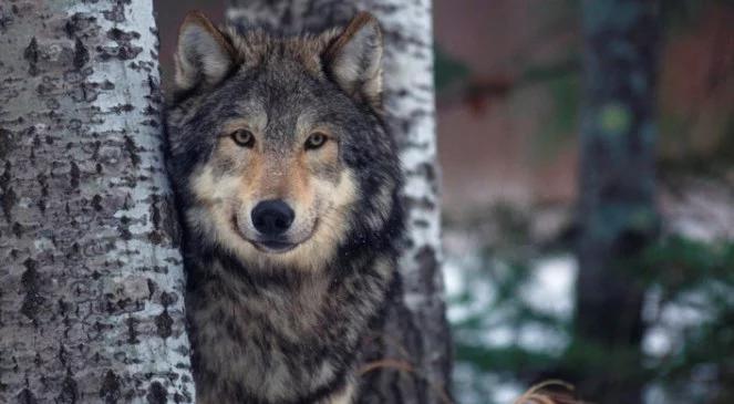 Zenon Wojtas: człowiek między wilkami