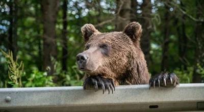 Niedźwiedzie pośród nas. Co zrobić, kiedy jeden z nich stanie nam na drodze?