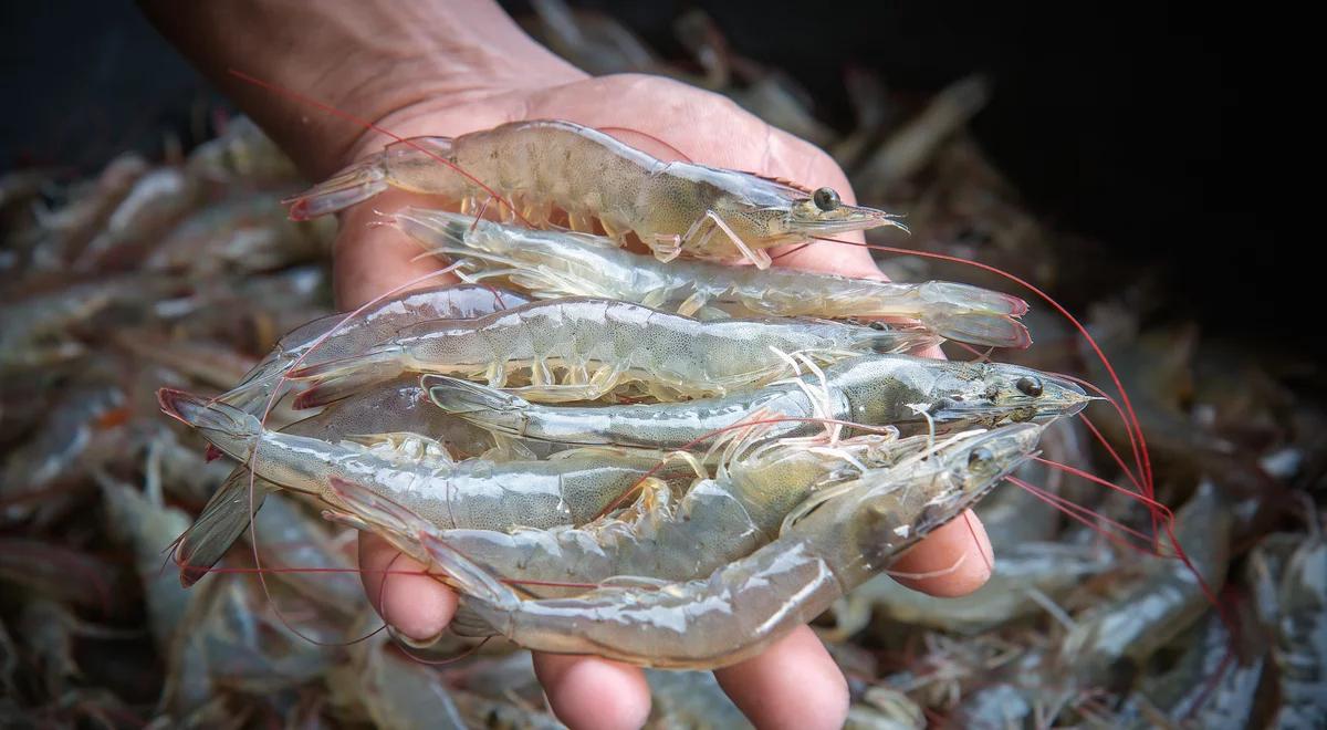 Krewetki na polskiej plaży. Skąd się wzięły? 