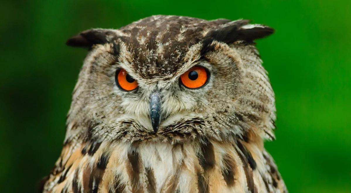 Dlaczego sowy nie lubią deszczu i co robią w noc sylwestrową?