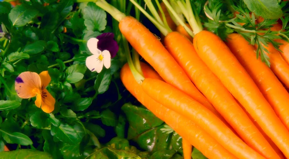 Marchewka - warzywo stworzone do zdrowych wypieków