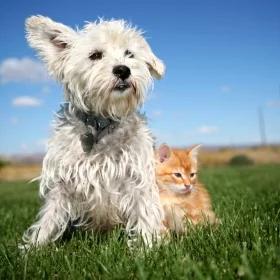 Jak witać się z psem i kotem?