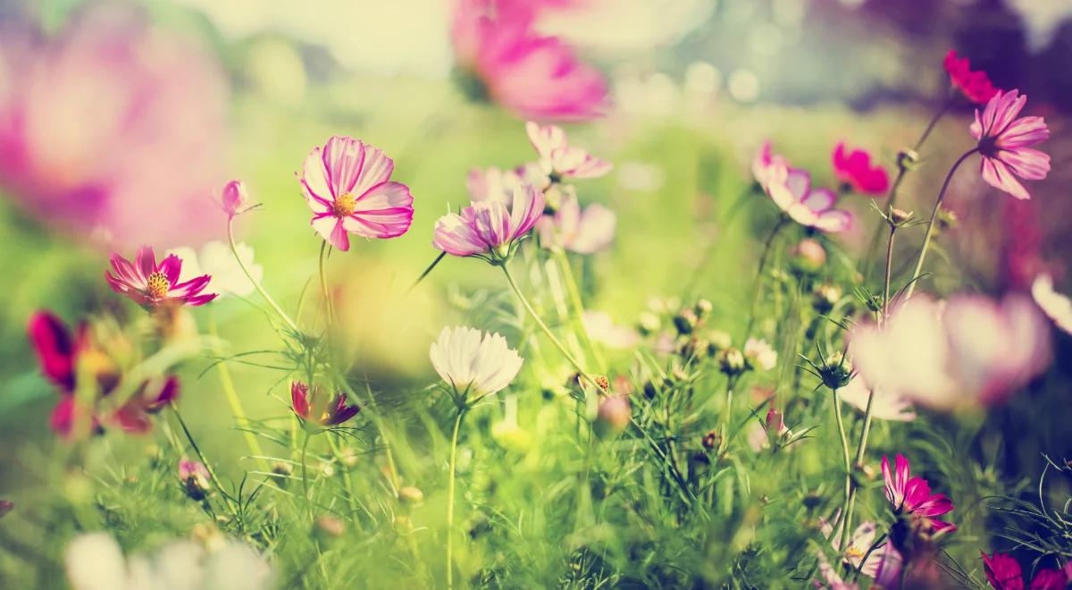 Natura okiełznana. Pamiętajmy o ogrodach!