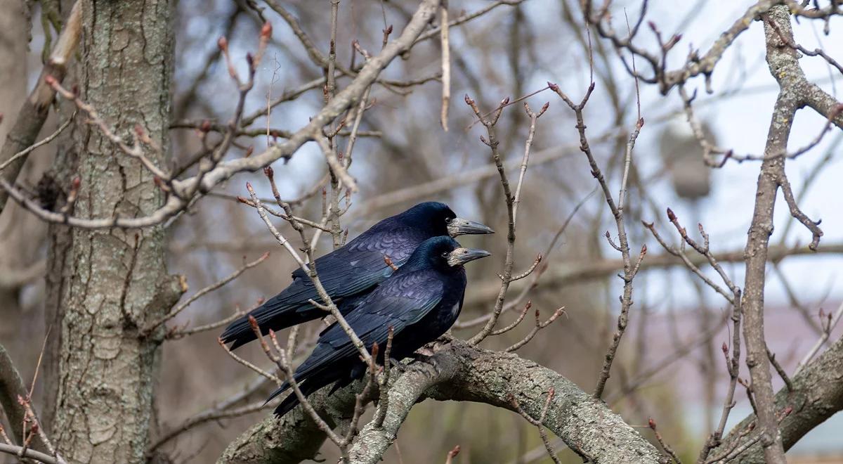 Gawrony, ptaki kontrowersyjne w Świebodzinie. Reportaż Małgorzaty Nabel-Dybaś 