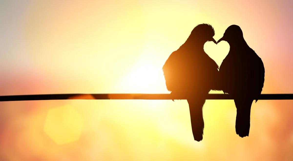 Tajemnice treli, czyli czego nie wiemy o ptasich śpiewach?