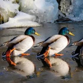 Zwierzęcy sen "na jedno oko" 