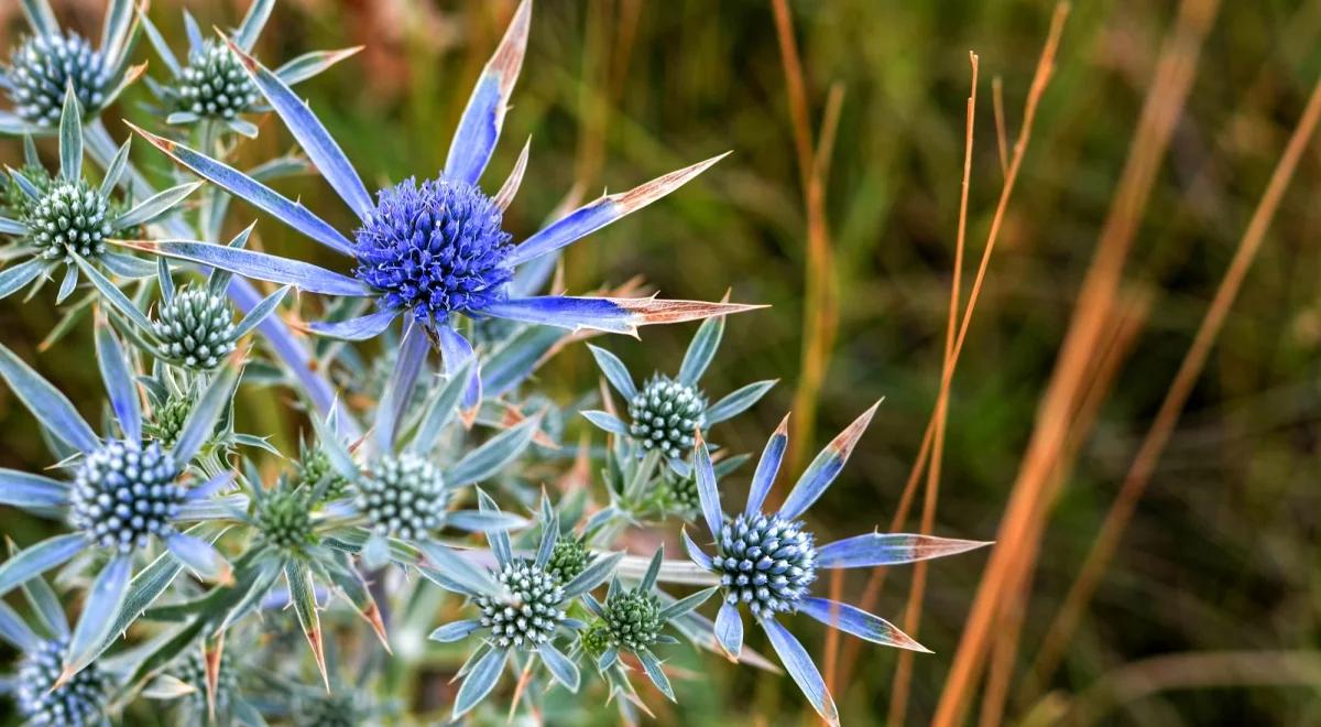 Nasiona rzadkich i zagrożonych roślin – bezpieczne (jak) w banku