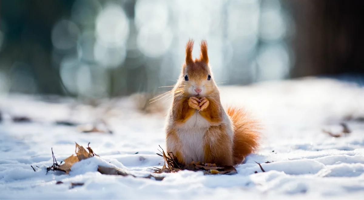 Jak pomagać zwierzętom w czasie zimy