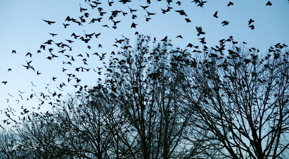 Dlaczego ptaki lubią siedzieć wysoko?