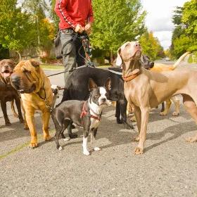 Psie wybiegi i place zabaw 