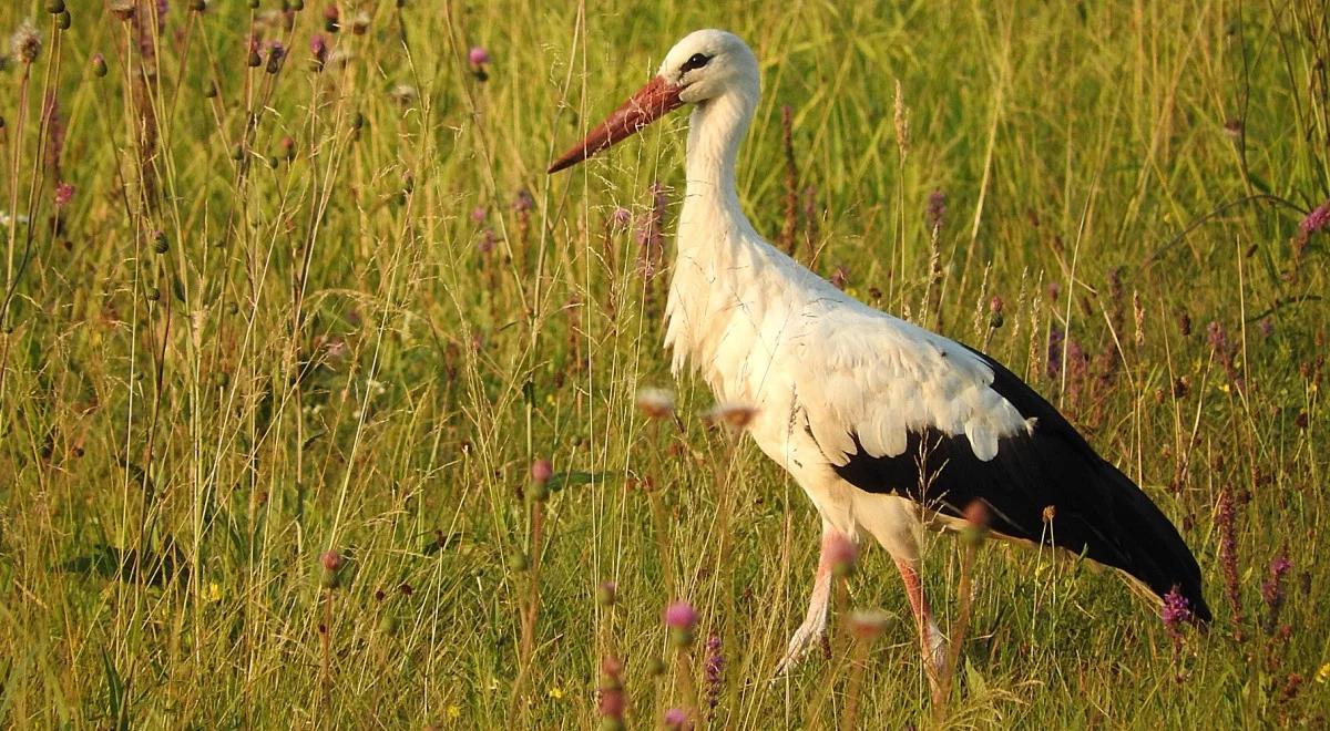 Kiedy przyjdzie wiosna? Ptaki to wiedzą!