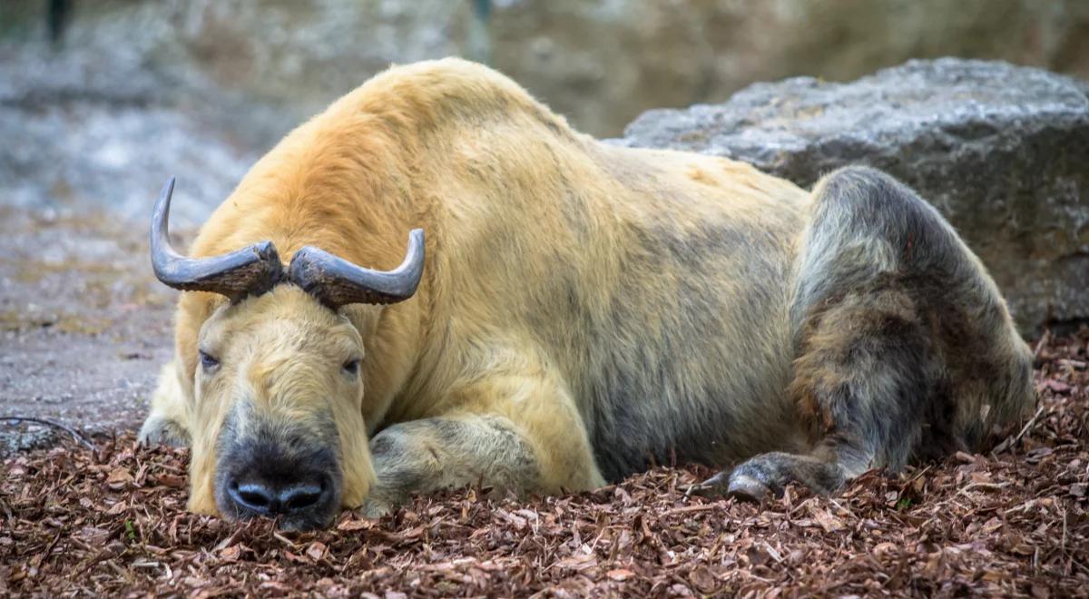 Kto jest ulubieńcem dyrektora warszawskiego ZOO?