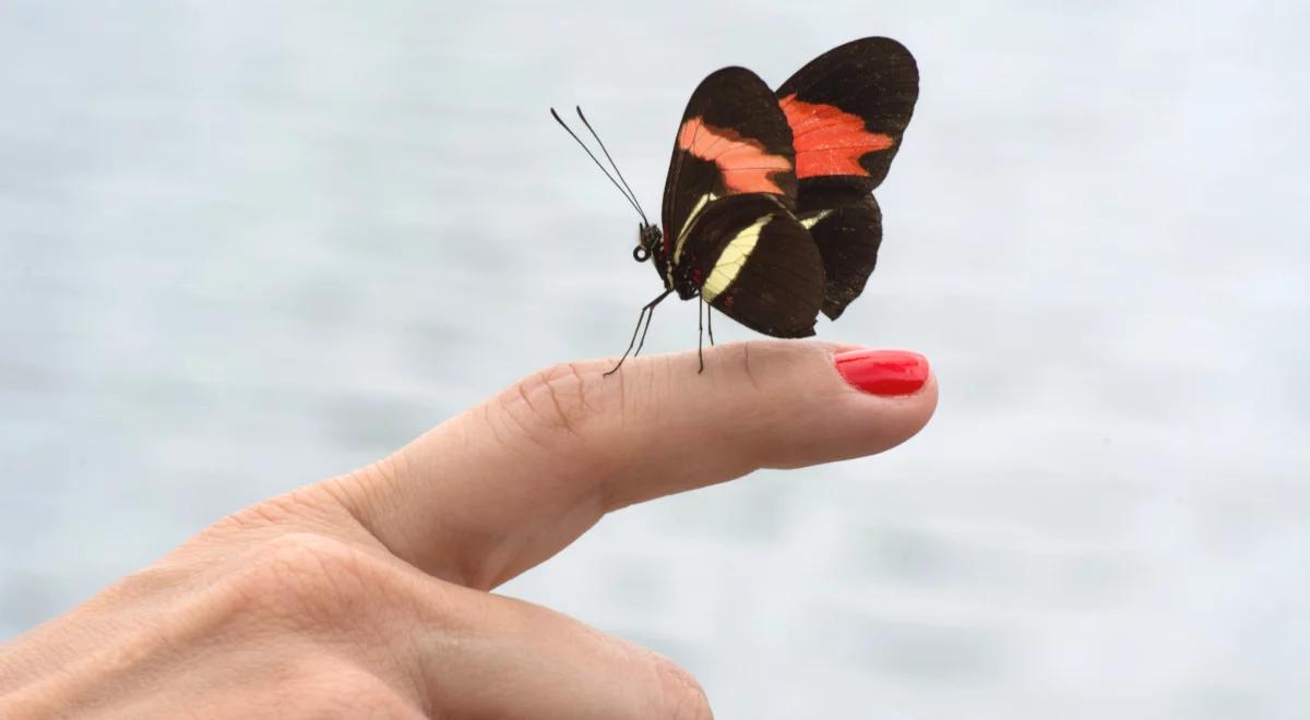 Natura i budownictwo: skrzydła motyla zadbają o temperaturę w naszych domach