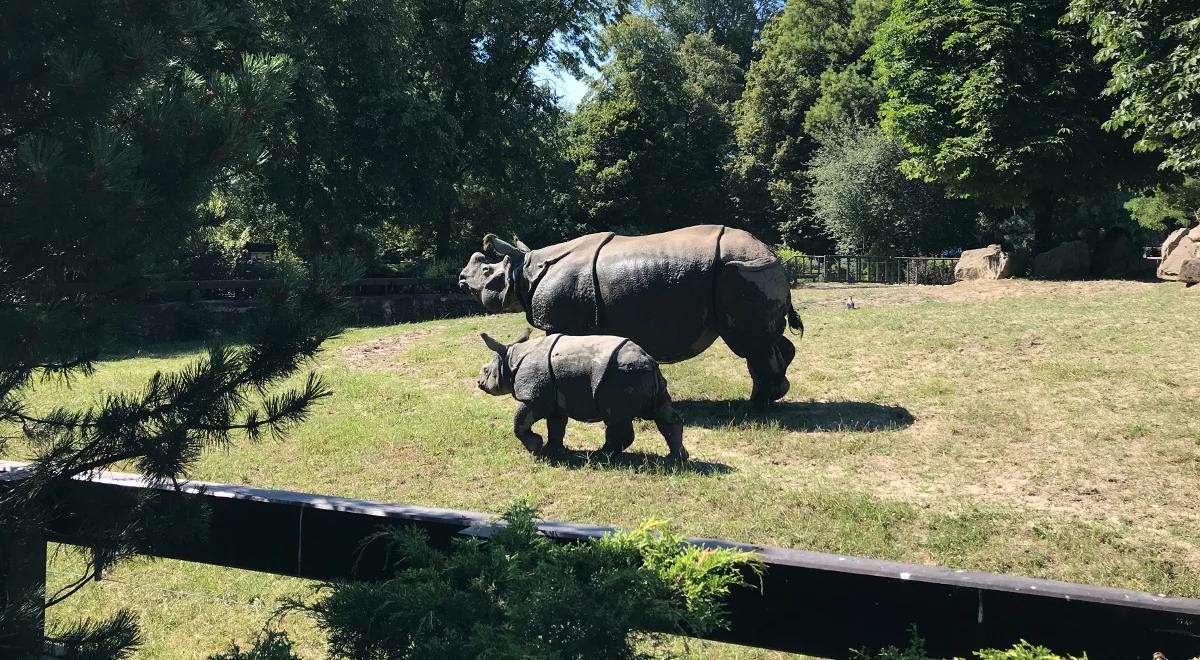 Jak radzi sobie mały nosorożec w warszawskim zoo?