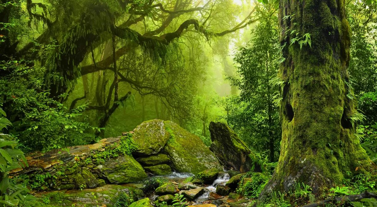 Relacja Słowian z przyrodą na niecodziennej wystawie w Gnieźnie 