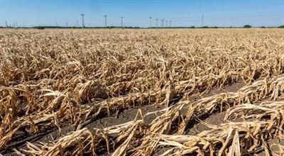 Zmiany klimatu wyzwaniem dla rolnictwa. "Bardzo poważne problemy mamy od co najmniej od piętnastu lat"