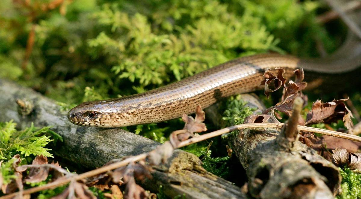 Skąd pochodzi słowo "padalec"?