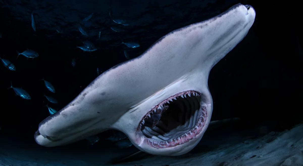 Czy rekin ma język?