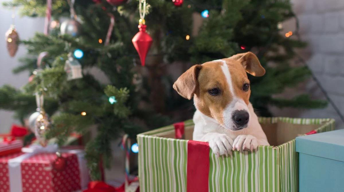 Zwierzęta pod choinkę. Dlaczego "żywe prezenty" to zły pomysł?