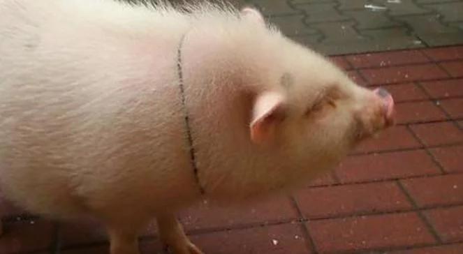 Świnka Edyta w centrum Warszawy