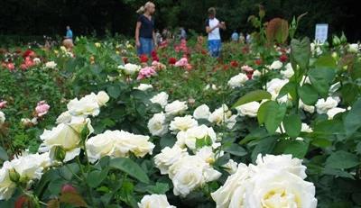 Międzynarodowy Konkurs Róż w Ogrodzie Botanicznym PAN w Powsinie. Każdy może zostać jurorem!