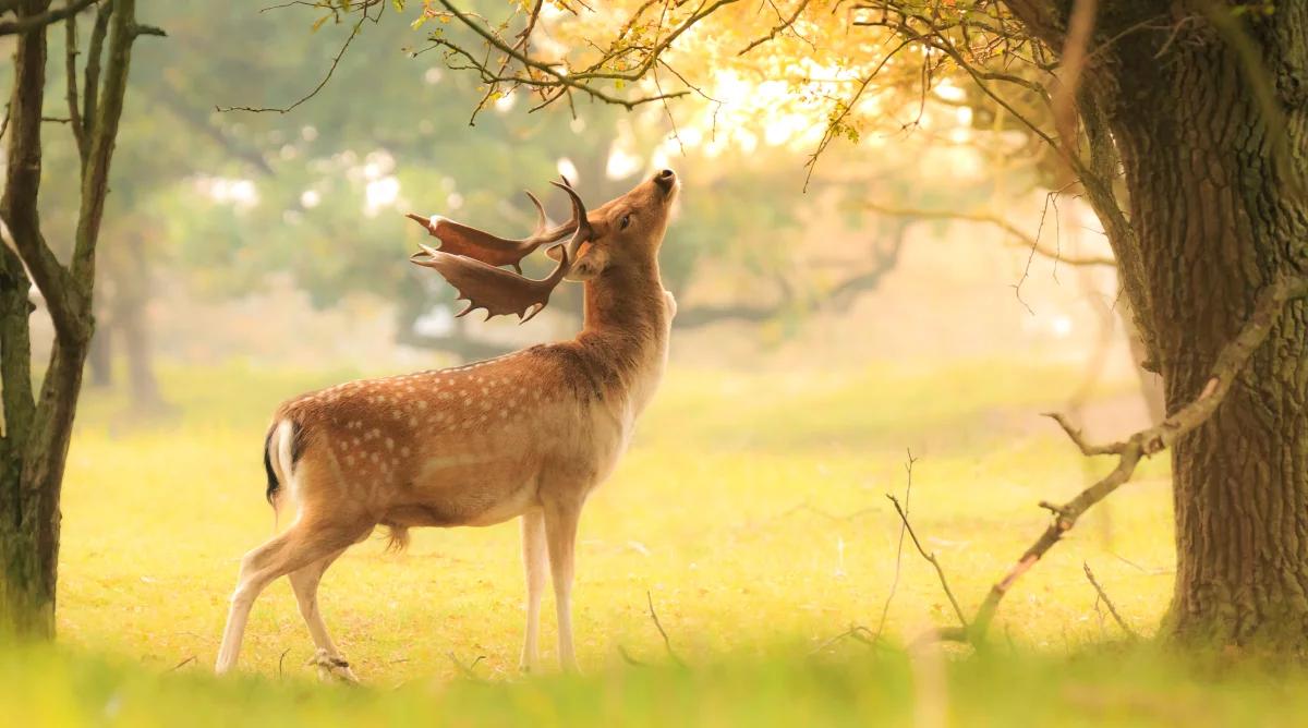 W lasach jesień, a u danieli – bekowisko. Jak brzmią miłosne serenady jeleniowatych?