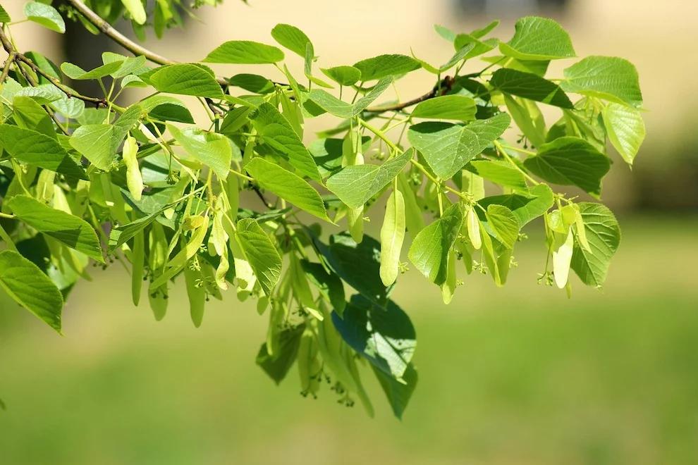 Polska lipa kandydatką w konkursie na Europejskie Drzewo Roku