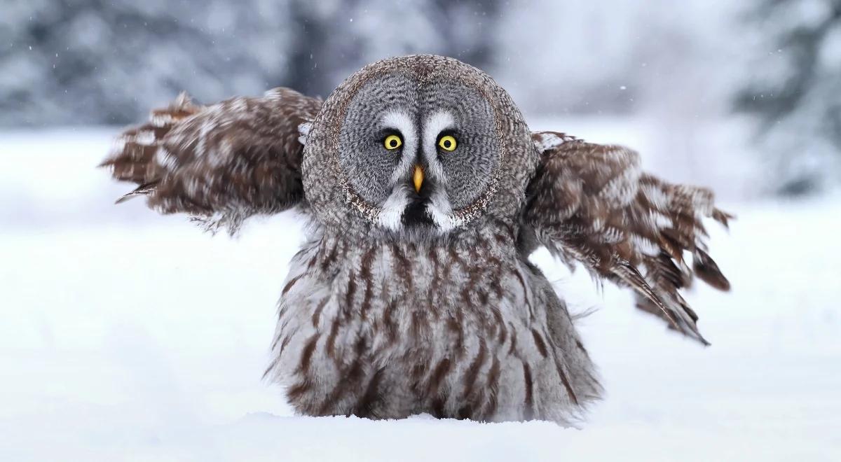 Jak ptaki przygotowują się do zimy?