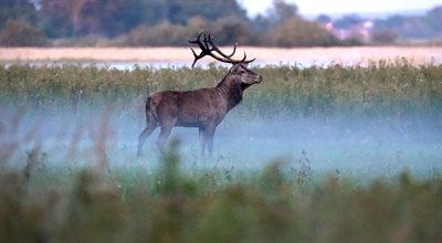 Jakie odgłosy wydają jelenie, łosie i daniele? Przyrodnik o porykiwaniach leśnych zwierząt