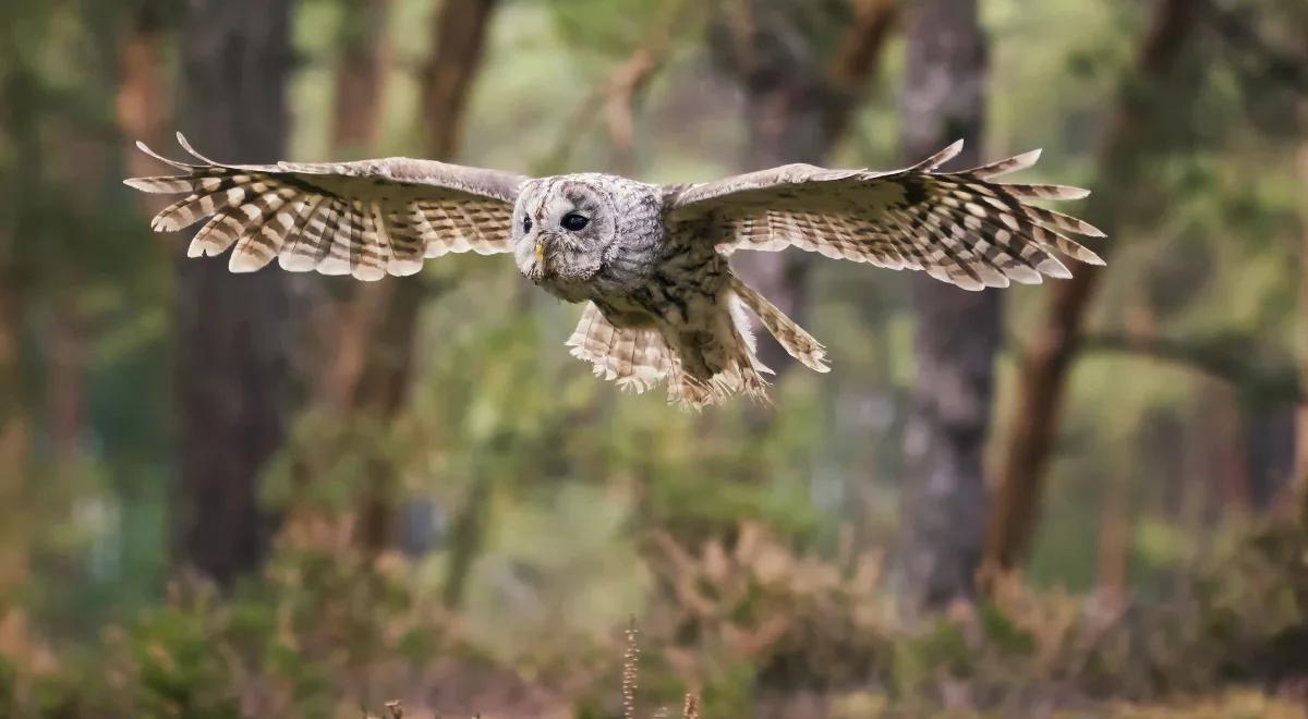 Przyroda jest wszędzie! Wystarczy otworzyć oczy 
