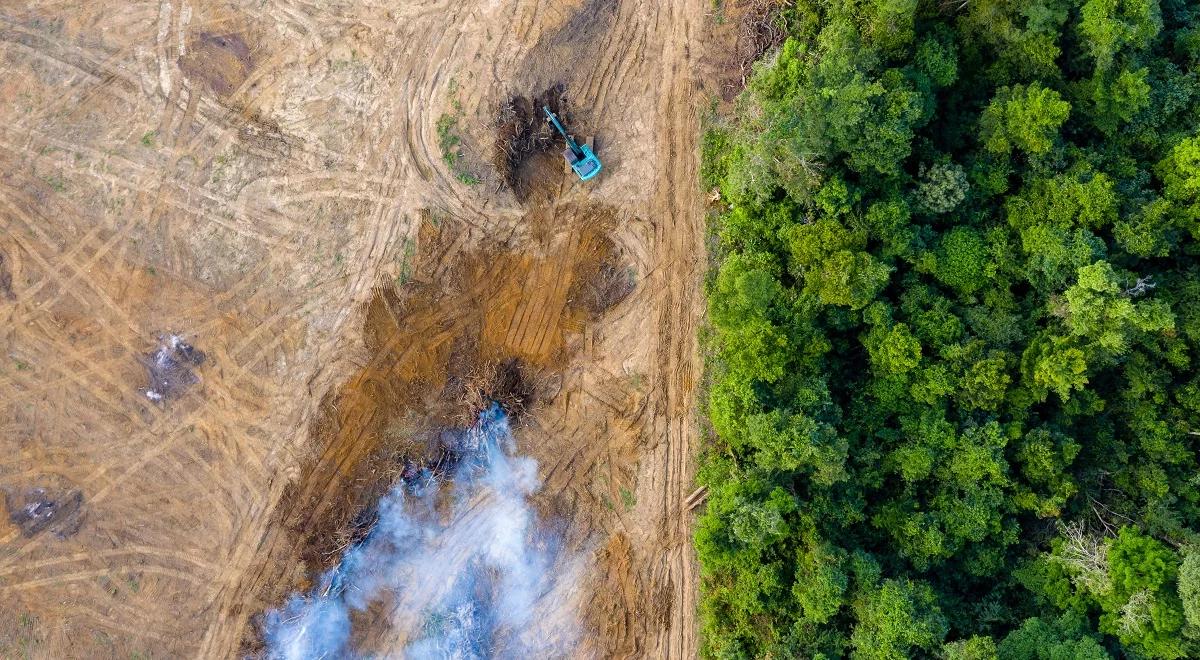 Okaleczona Indonezja. Zgubne skutki produkcji oleju palmowego