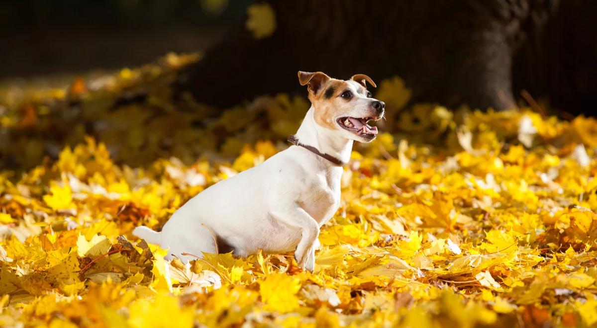 Zwierzęta w Trójce. Kim jest Tańczący z Psami?